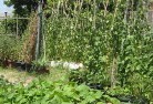 Mintovegetable-gardens-6.jpg; ?>